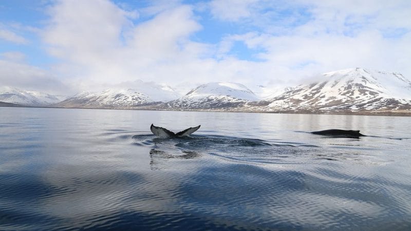 Whale Watching Iceland, Whale Watching Iceland tour, Dalvík whale watching