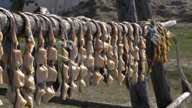 dried fish in Flatey Island in west Iceland