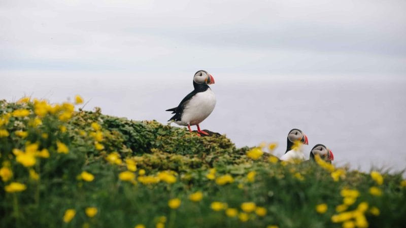 Grímsey Island