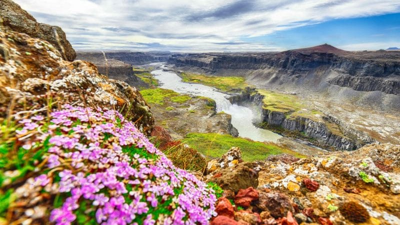 flowers and Hafragilsfoss waterfall in the diamond circle in north Iceland