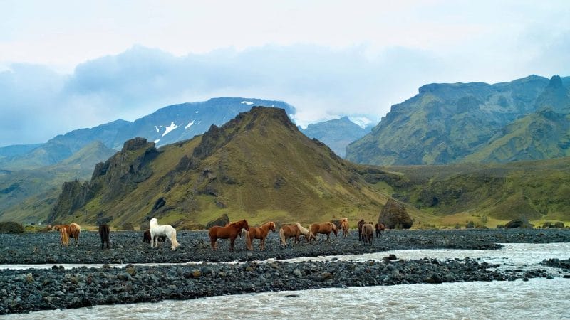 Horses in Þórsmörk