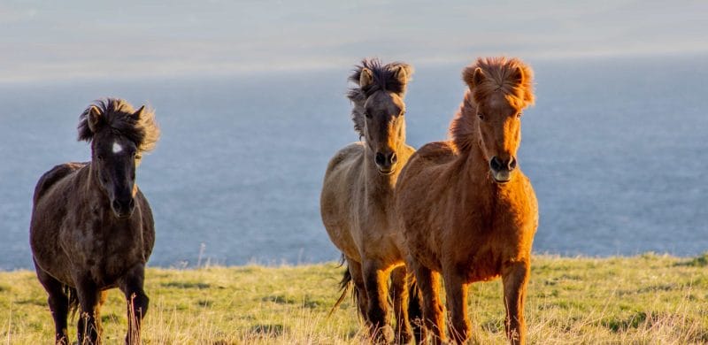 Icelandic horses running in Iceland