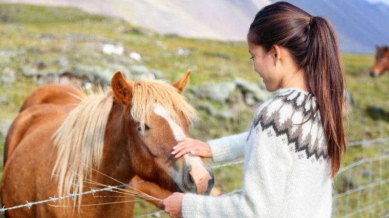 The Icelandic Horse and a girl in an Icelandic wool sweater
