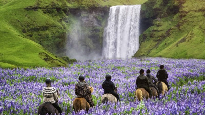 Horse Riding in Iceland next to Skógafoss waterfall and lupine fields