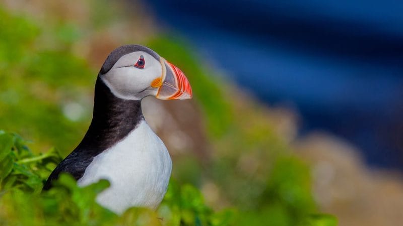 Iceland birds, bird of Iceland, Iceland wildlife, Iceland birding tours, Iceland bird watching tours, Húsavík puffin tour