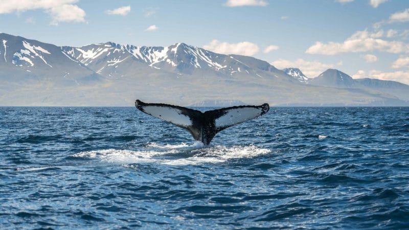 Whale Watching Iceland, Whale Watching Iceland tour, Húsavík whale watching