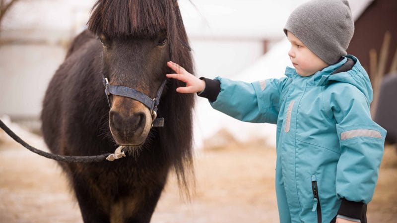 Iceland Family Travel, little kid with Icelandic horse in Iceland