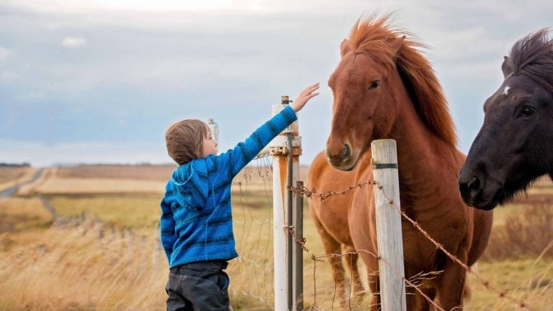 Iceland Family Travel, little kid with Icelandic horse in Iceland