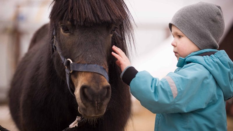 little kid with Icelandic horse in Iceland