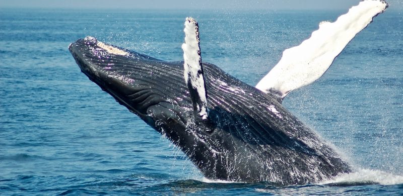 Iceland whale watching