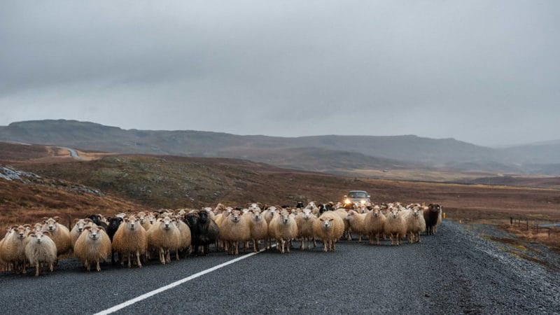 Icelandic Sheep on the road - Réttir - Annual Sheep Gathering in Iceland