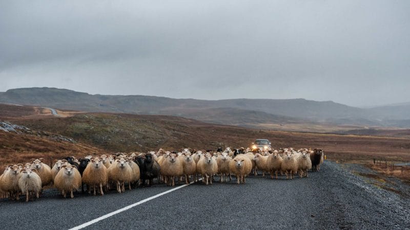 Icelandic Sheep on the road - Réttir - Annual Sheep Gathering in Iceland