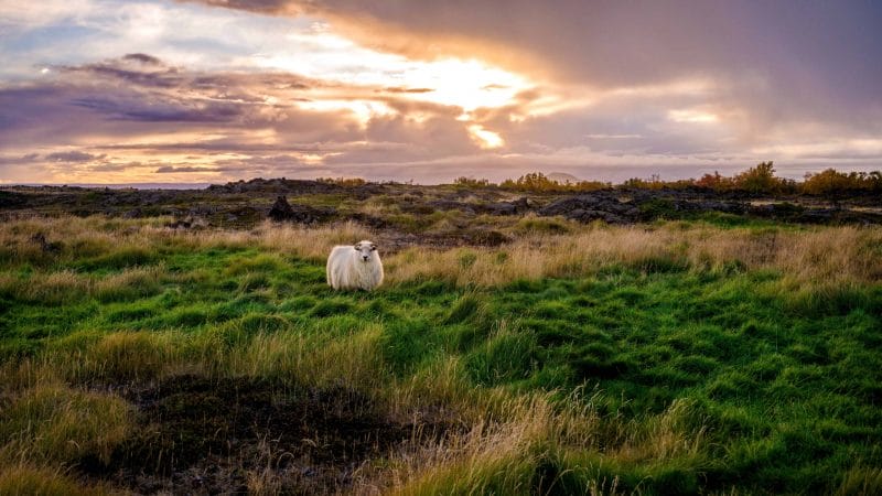 Icelandic Sheep - Réttir - Annual Sheep Gathering in Iceland