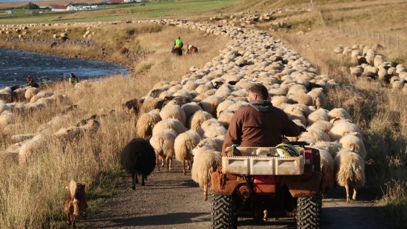 Icelandic Sheep - Réttir - Annual Sheep Gathering in Iceland
