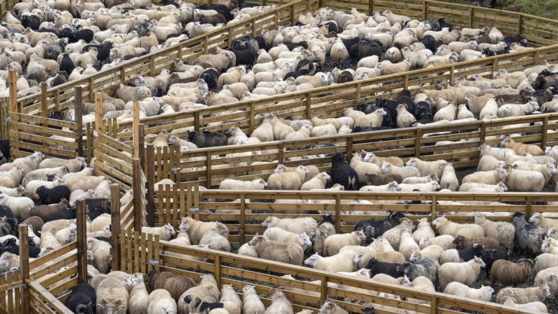 Icelandic Sheep - Réttir - Annual Sheep Gathering in Iceland