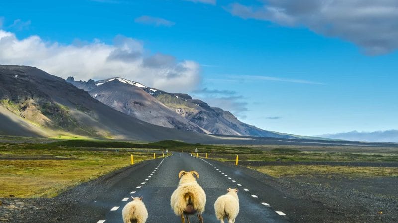 Icelandic Sheep on the road - Réttir - Annual Sheep Gathering in Iceland