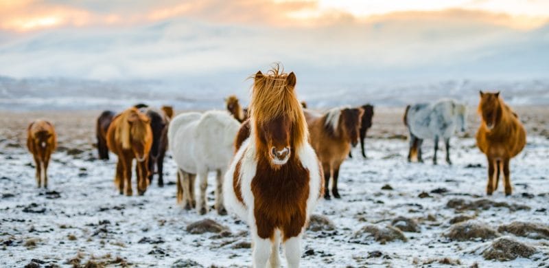 Icelandic horse during winter