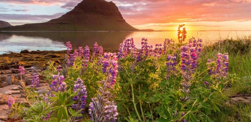 Kirkjufell mountain and Kirkjufellsfoss waterfall at sunset in Snæfellsnes Peninsula