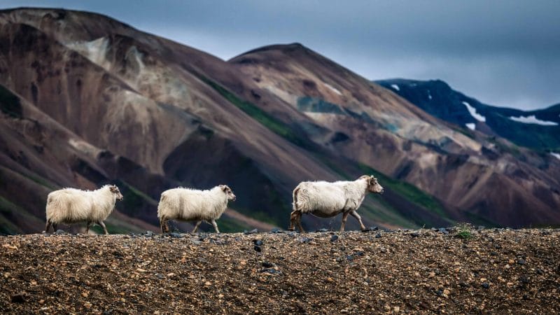 sheep in Landmannalaugar in the highlands of Iceland