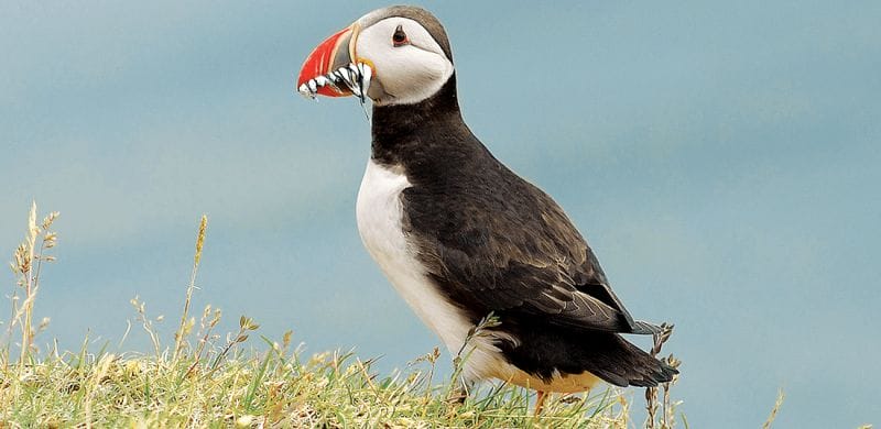 Iceland birds, bird of Iceland, Iceland wildlife, Iceland birding tours, Iceland bird watching tours, Luxury Whale Watching & Puffins, whale watching on a yacht in Iceland