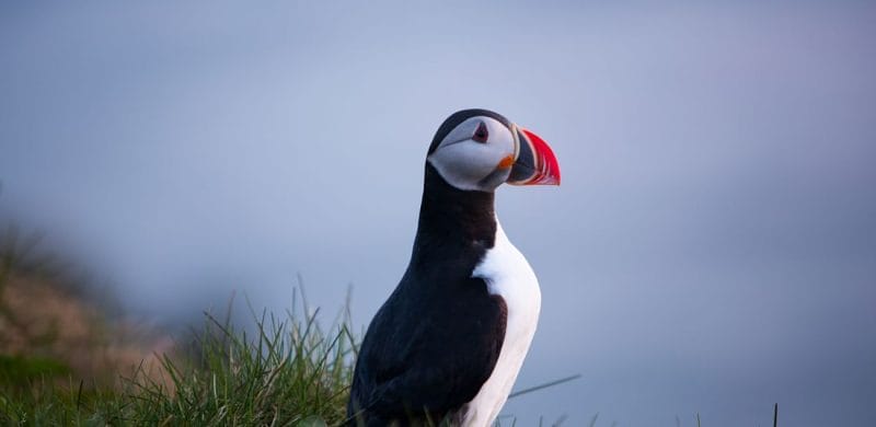 Luxury Whale Watching & Puffins - Iceland Travel packages