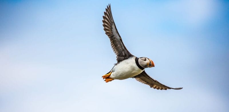 Iceland birds, bird of Iceland, Iceland wildlife, Iceland birding tours, Iceland bird watching tours, puffin and whale watching iceland - whale watching on a yacht in Iceland, husavik puffin, puffin flying