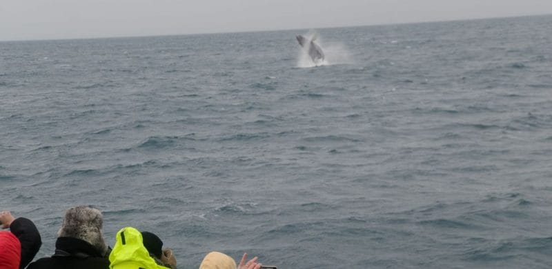 Luxury Whale Watching & Puffins, whale watching on a yacht in Iceland