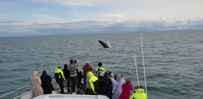 Luxury Whale Watching & Puffins - Iceland Packages