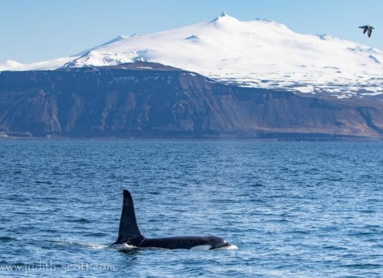 Whale Watching in Ísafjörður - Iceland Travel Guide