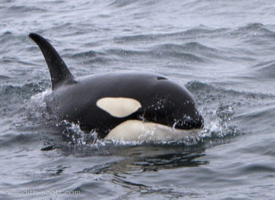 Whale Watching in Ísafjörður - Iceland Travel Guide