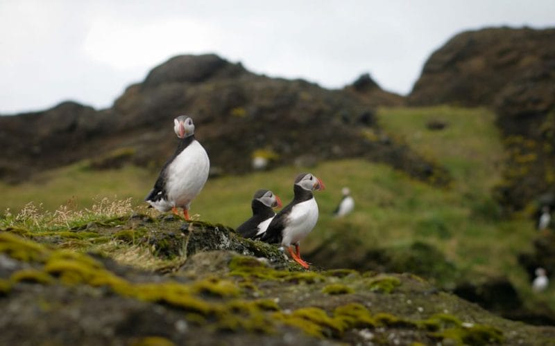 Iceland birds, bird of Iceland, Iceland wildlife, Iceland birding tours, Iceland bird watching tours, puffins on the Private tour to Westman Islands