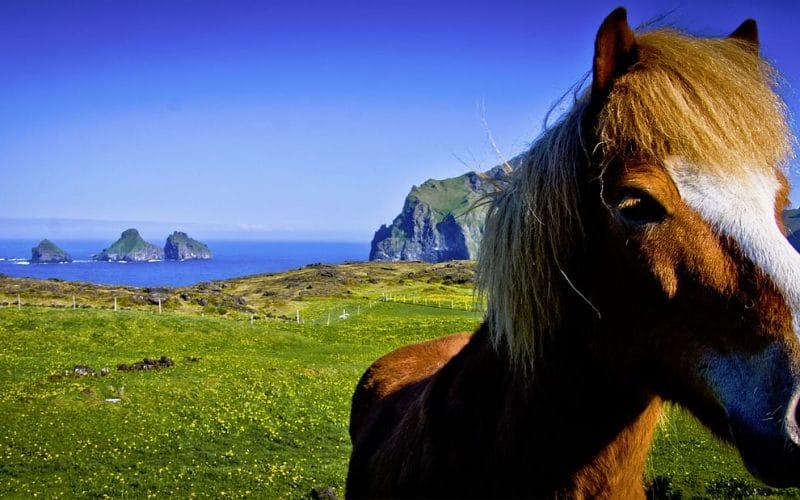 The Iceland horse on a Private tour to Westman Islands - horse riding iceland