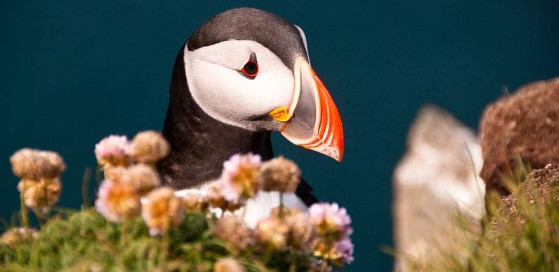Iceland birds, bird of Iceland, Iceland wildlife, Iceland birding tours, Iceland bird watching tours, puffins on the Private tour to Westman Islands, husavik puffin tour