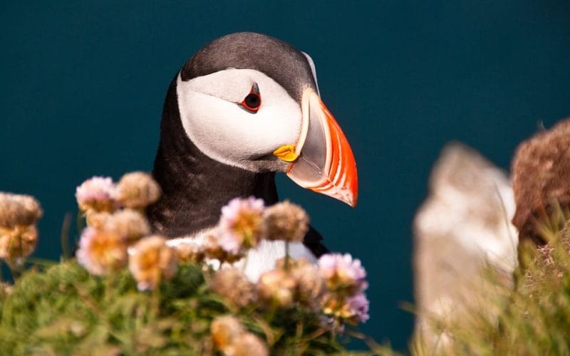 Iceland birds, bird of Iceland, Iceland wildlife, Iceland birding tours, Iceland bird watching tours, puffins on the Private tour to Westman Islands, husavik puffin tour