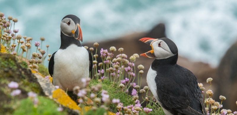 puffins in Iceland