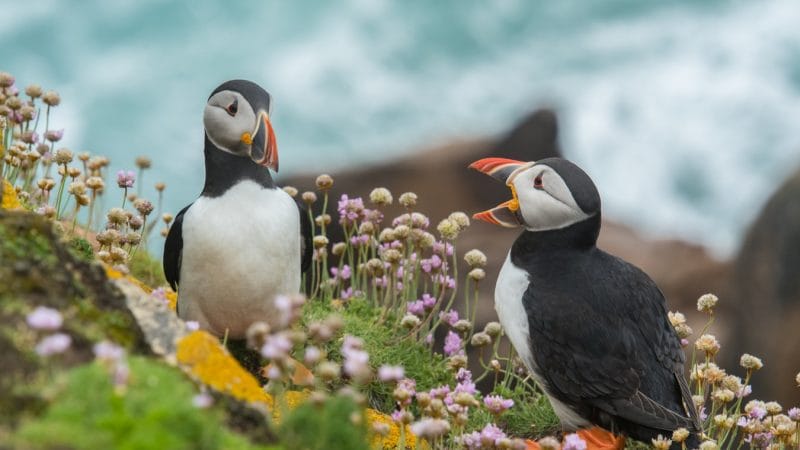 puffins in Iceland