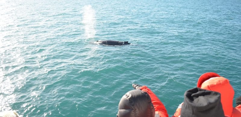 Whale Watching Iceland, Whale Watching Iceland tour, Reykjavik whale watching, Reykjavik Whales & Helicopter