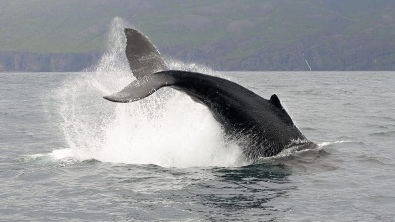 Húsavík Whale WatchingWhale Watching Iceland, Whale Watching Iceland tour,