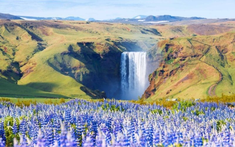 South Iceland Packages- Lupines at Skógafoss Waterfall