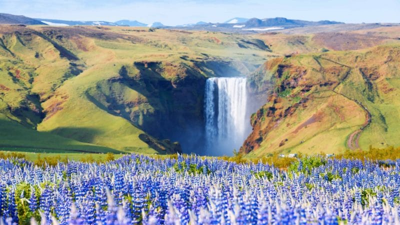South Iceland Packages- Lupines at Skógafoss Waterfall