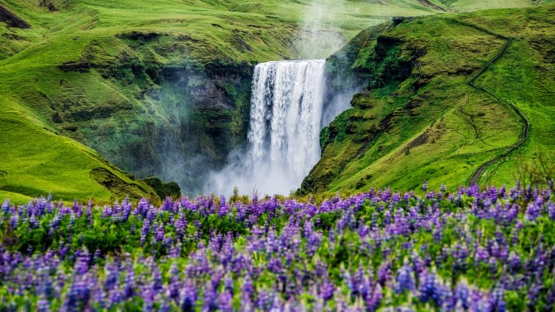 Lupines at Skógafoss Waterfall - South Iceland Packages