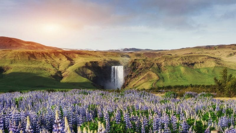 Lupines at Skógafoss Waterfall - South Iceland Tour Packages