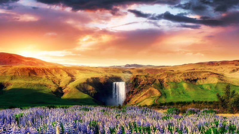 Beautiful Sunset and Lupines at Skógafoss Waterfall - South Iceland Must See