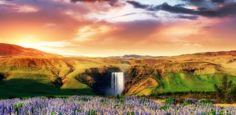 Beautiful Sunset and Lupines at Skógafoss Waterfall - South Iceland Must See