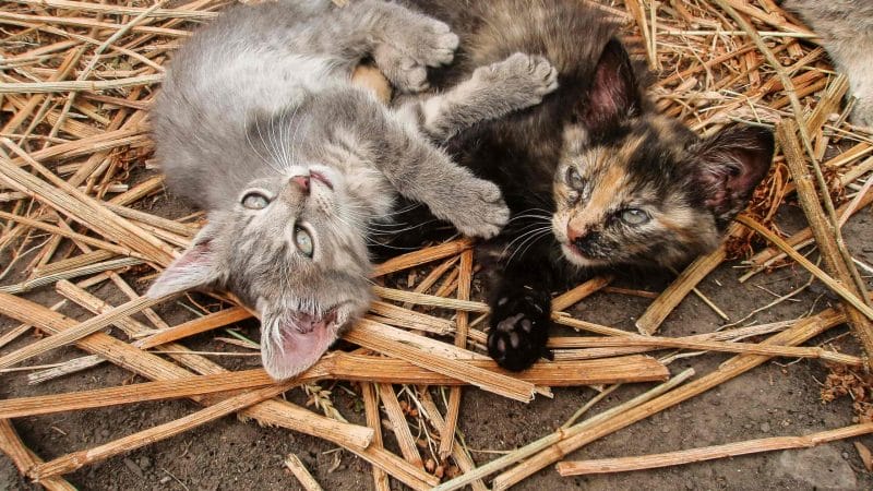 kittens in Slakki petting zoo