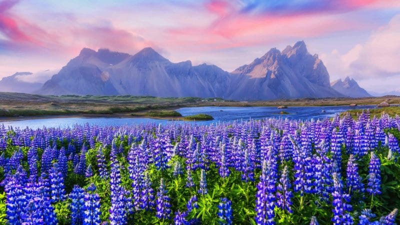 lupine fields in front of Stokksnes and Vestrahorn