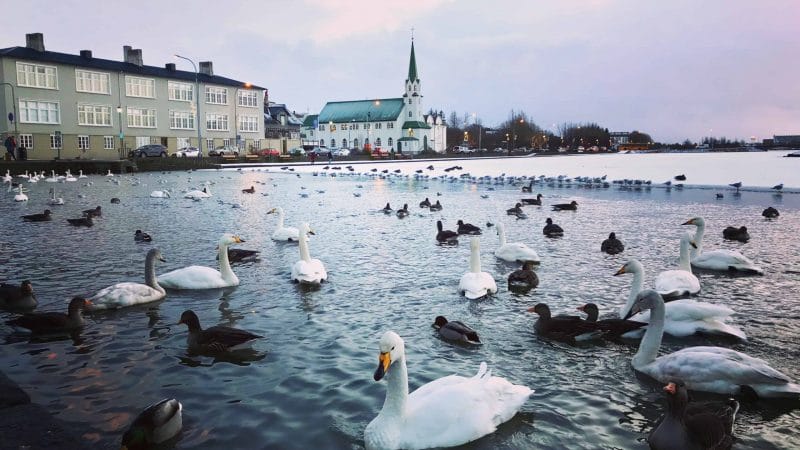 birds swimming on Tjornin pond in Reykjavik during winter