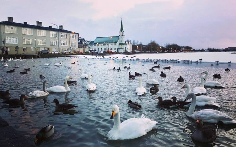 birds swimming on Tjornin pond in Reykjavik during winter