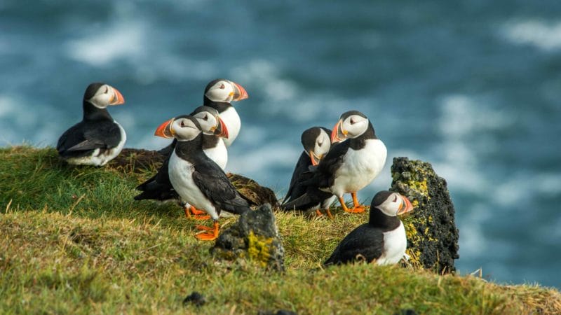 puffins in Vestmannaeyjar island in south Iceland, Westman Islands