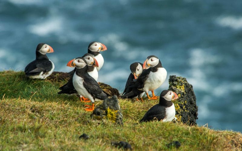 puffins in Vestmannaeyjar island in south Iceland, Westman Islands